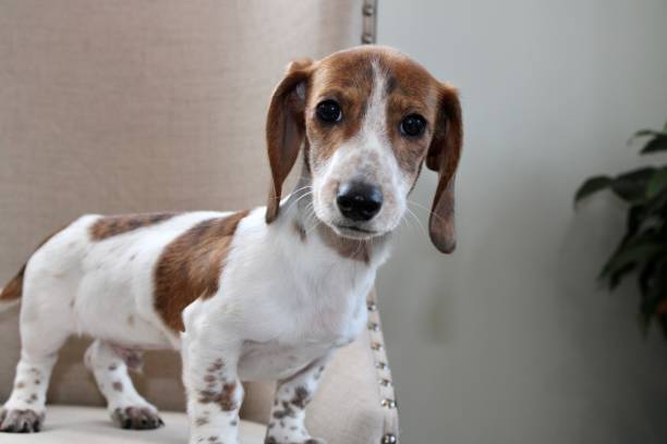 istock Mini Doxie Puppy 2152047623