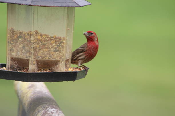 istock Purple finch 2152047878