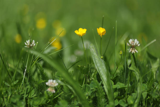 Bulbous buttercup flower (Ranunculus bulbosus)
