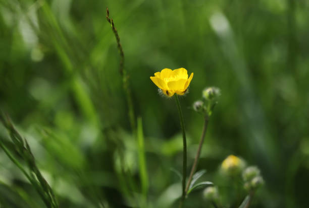 istock Bulbous buttercup flower (Ranunculus bulbosus) 2152048530