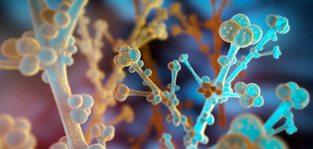 istock Candida auris fungi - medical 3d illustration 2152049869