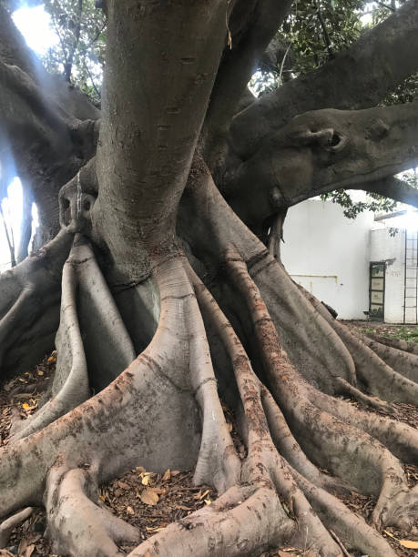 immense roots of a magnolia