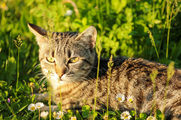 istock Cute tabby cat resting in green grass with flowers in spring 2152051227