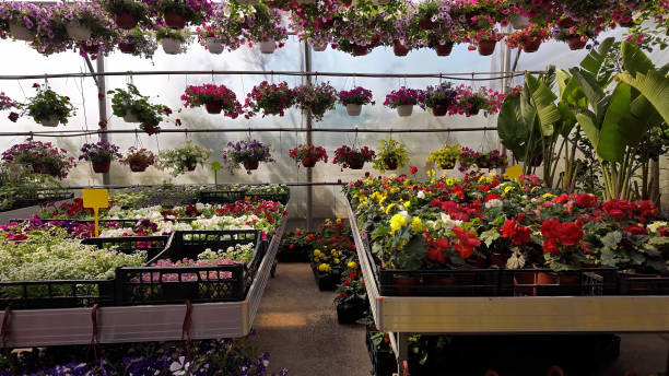 istock Plants in a flower nursery garden center. 2152051296