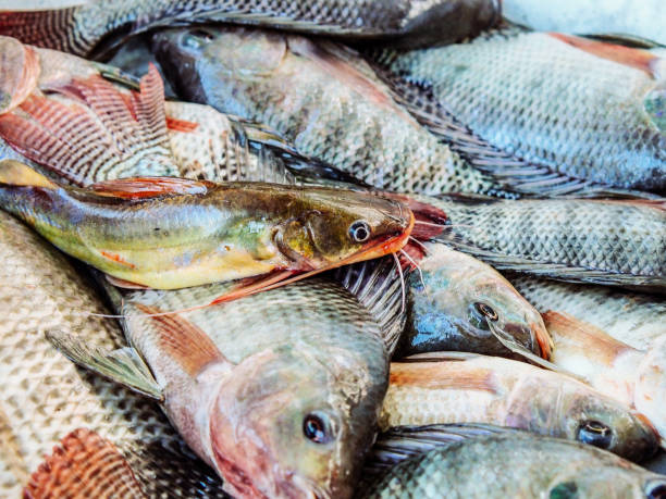 istock fresh tilapia in thai market 2152051402