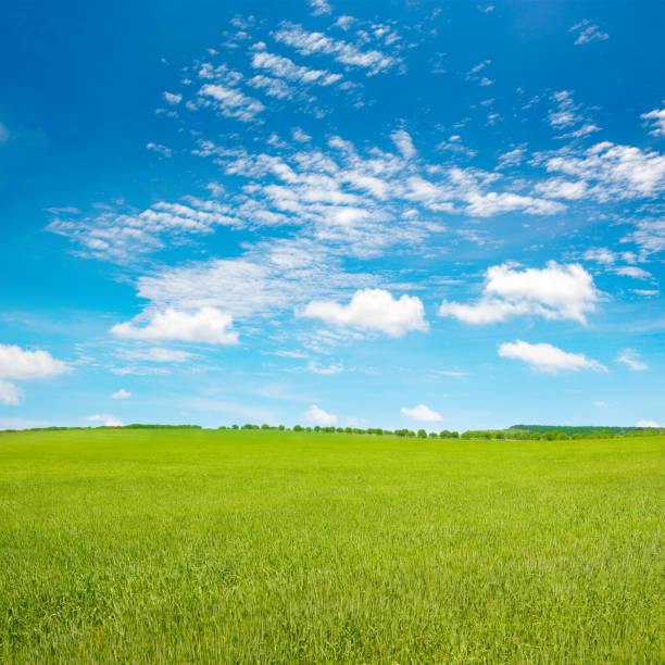 istock Young wheat stalks in summer field and blue sky. 2152051825