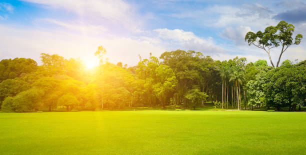 istock Beautiful park with green lawn at sunrise. 2152051879