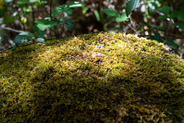 istock A mossy rock with green leaves in the background 2152052735