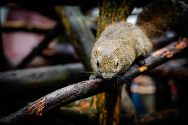 Squirrels in the Squirrel Village