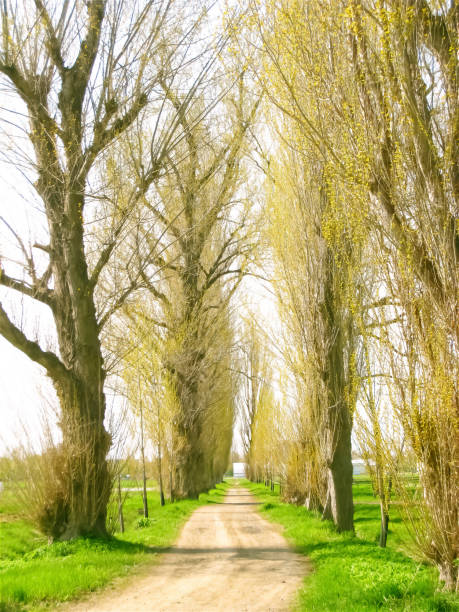 istock Poplar Trees at Hokkaido University 2152054999