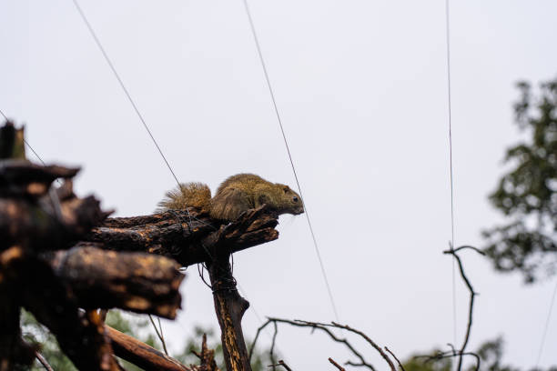 Curious eastern gray squirrel in deep woods