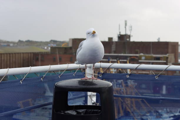 Large seagull standing on top of a rubbish bin at the coast