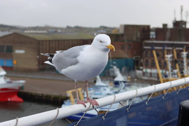 Large seagull perched on top of a railing on a ship