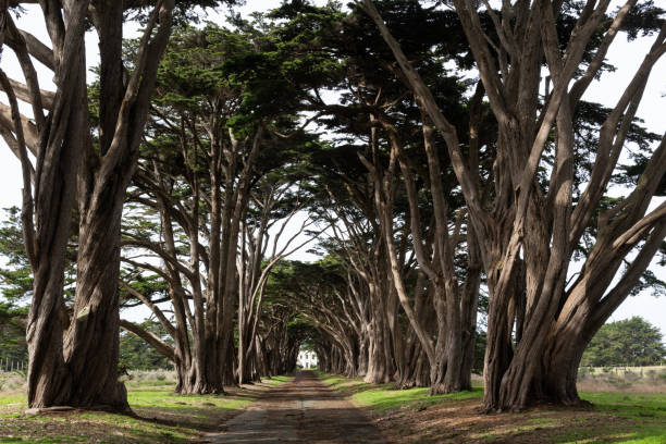 istock Popular Cypress tree tunnel in the Point Reyes National Seashore. 2152059737