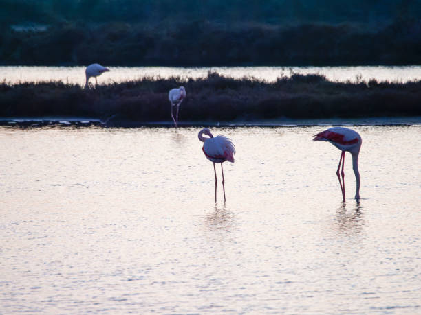 istock Flamingo in the Ebro River Delta 2152060031