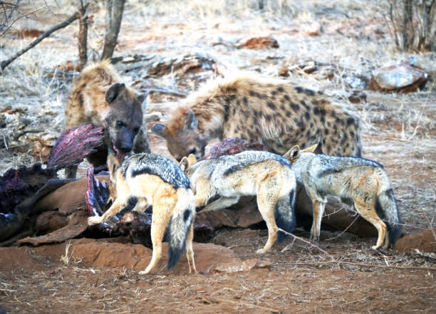 istock Hyenas and Wild Dogs Sharing Carcass 2152060992