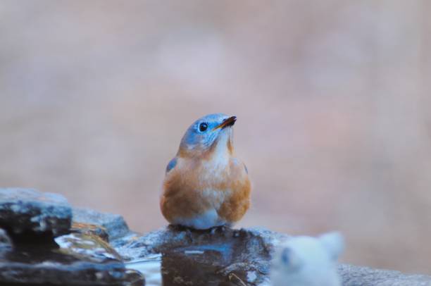 Mature Eastern Bluebird on Lookout