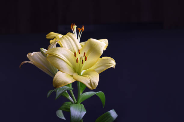 Yellow Lily Flowers on black background