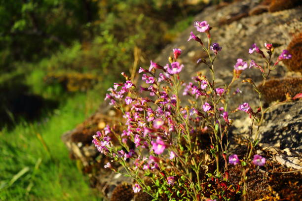 istock CHAENORHINUM ORIGANIFOLIUM 2152064413