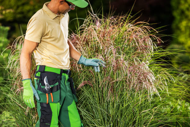 istock Professional Gardener Checking on Matured Grasses 2152064481