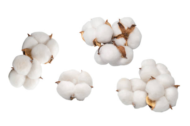 istock Cotton flower branch isolated on white background. 2152064485