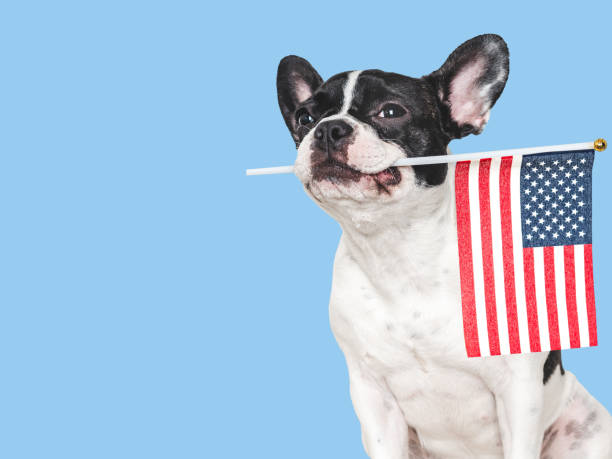 istock Lovable, pretty dog and American Flag. Closeup 2152066019