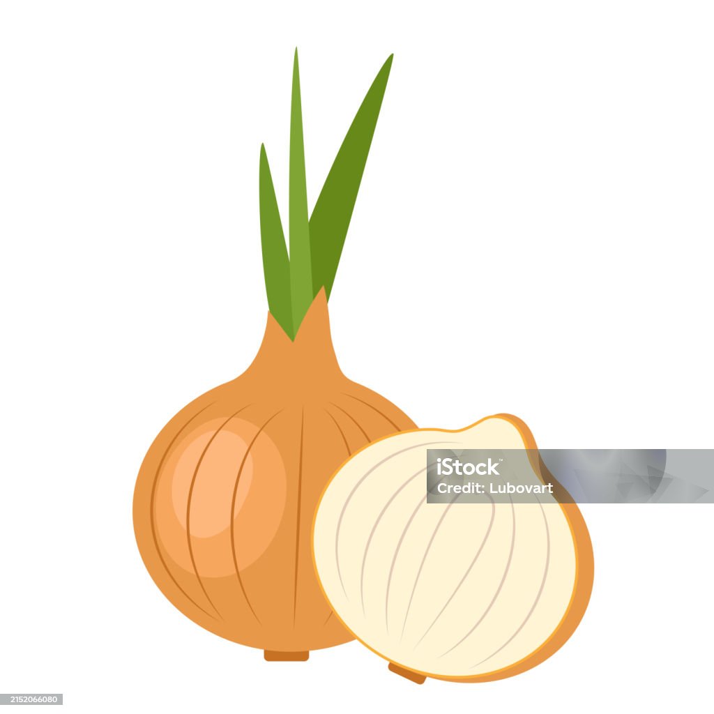 Onion On White Background Vegetable Stock Illustration - Download Image ...
