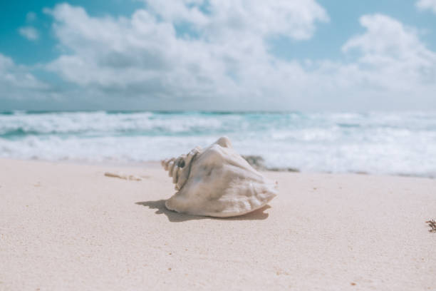 Seashell on sandy beach with turquoise ocean background, Cozumel, Mexico