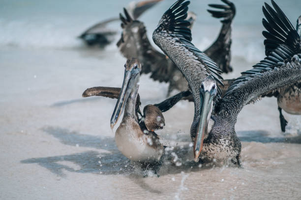 istock Pelicans splashing in shallow waters on Tulum beach 2152066663