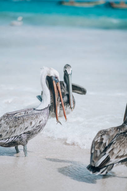 istock Pelicans splashing in shallow waters on Tulum beach 2152066665