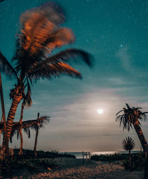 istock Moonlit beach with palms under starry sky in Tulum 2152066687