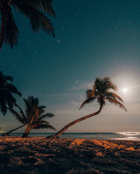 istock Moonlit beach with palms under starry sky in Tulum 2152066704