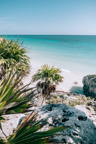 Serene beach view with lush greenery in Tulum