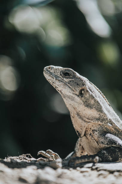 istock Iguana on rocks near cacti in Tulum, Mexico 2152066780