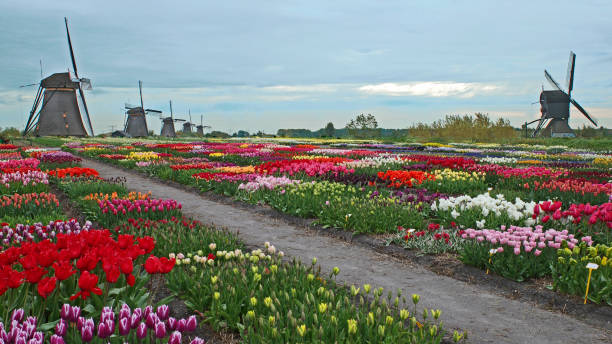 istock The Netherlands, tulips and windmills. 2152066849
