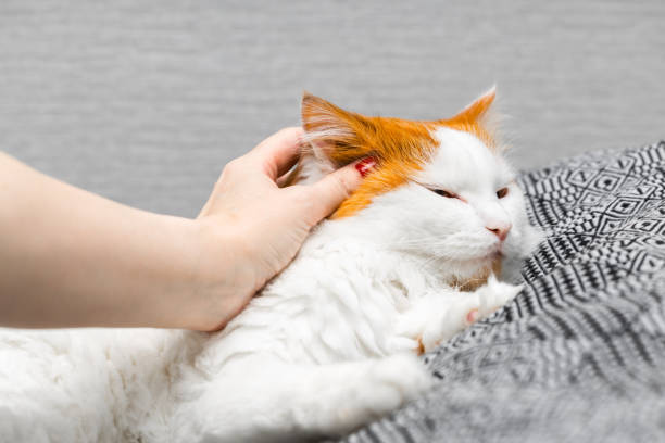 istock man calms an offended cat, close up. 2152066903