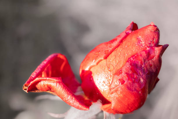 Rose in Winter