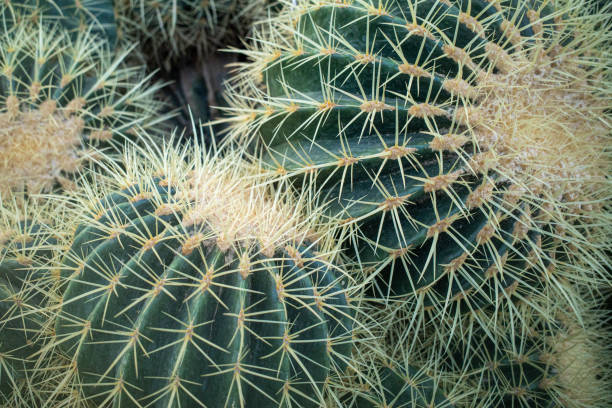istock close up of cactus 2152067012
