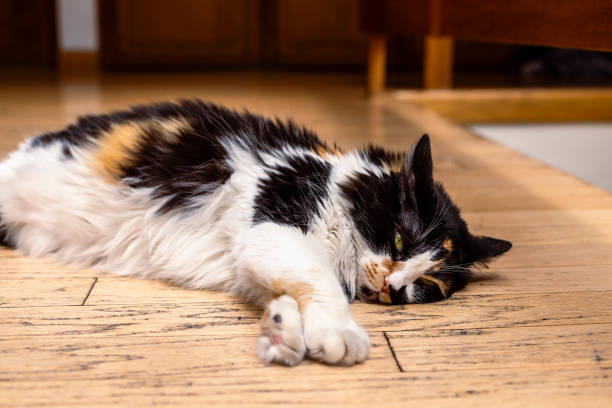 istock Calico cat resting indoors 2152067051