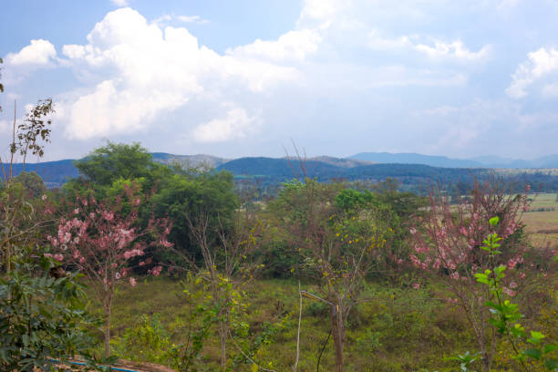 Bushes with pink bloom in north Thailand in Lamphun province