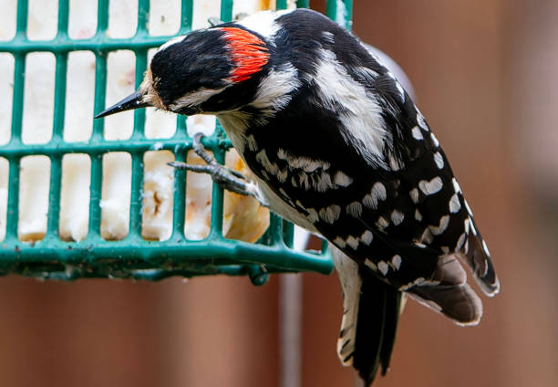 A Downy Woodpecker on the Suet Feeder