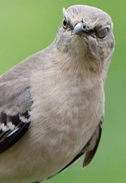 istock A Northern Mockingbird on the backyard deck 2152067395