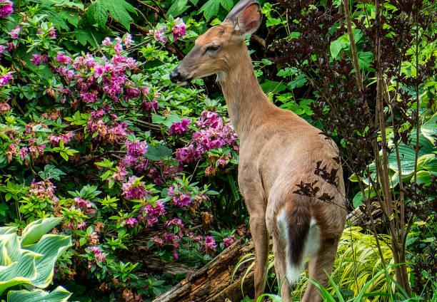 istock A young Deer visits the garden 2152067401