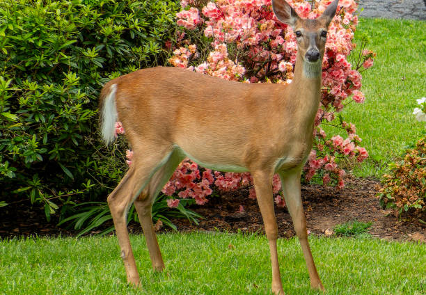 istock A young Deer visits the garden 2152067404