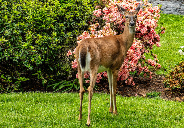 istock A young Deer visits the garden 2152067422