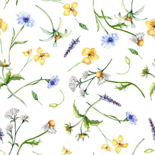 istock Floral seamless pattern with medicinal plants in watercolor isolated on white background. Yarrow. celandine botanical print in sketch. Bur marigold, cornflower hand drawn. Design for textile, package 2152068755