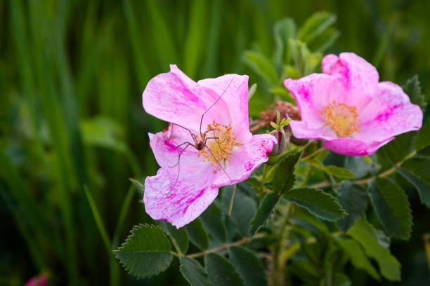 Daddy Long Legs on a wild rose flower