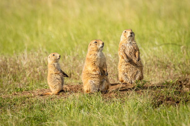 istock Black Tailed Prairie Dog Family around Den 2152071267