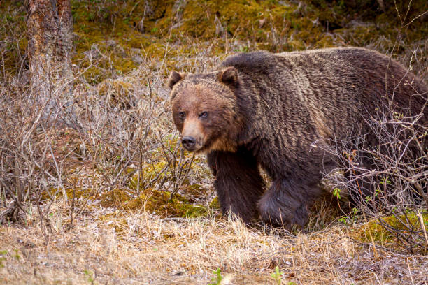 istock Grizzly Bear Walking through the Brush 2152071292