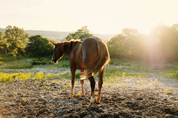 Summer season on Texas equine ranch with young horse in serene sunrise
